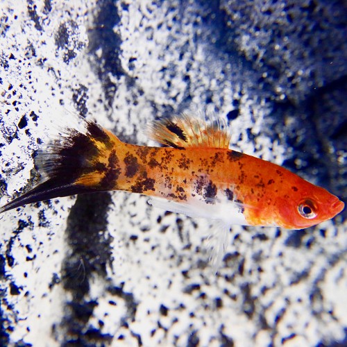Xiphophorus helleri sanke - Streifenschwertträger sanke M